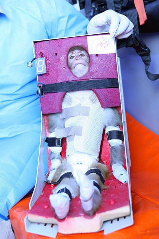 Illustration for article titled Iran sends a monkey into space, is mortified beyond belief